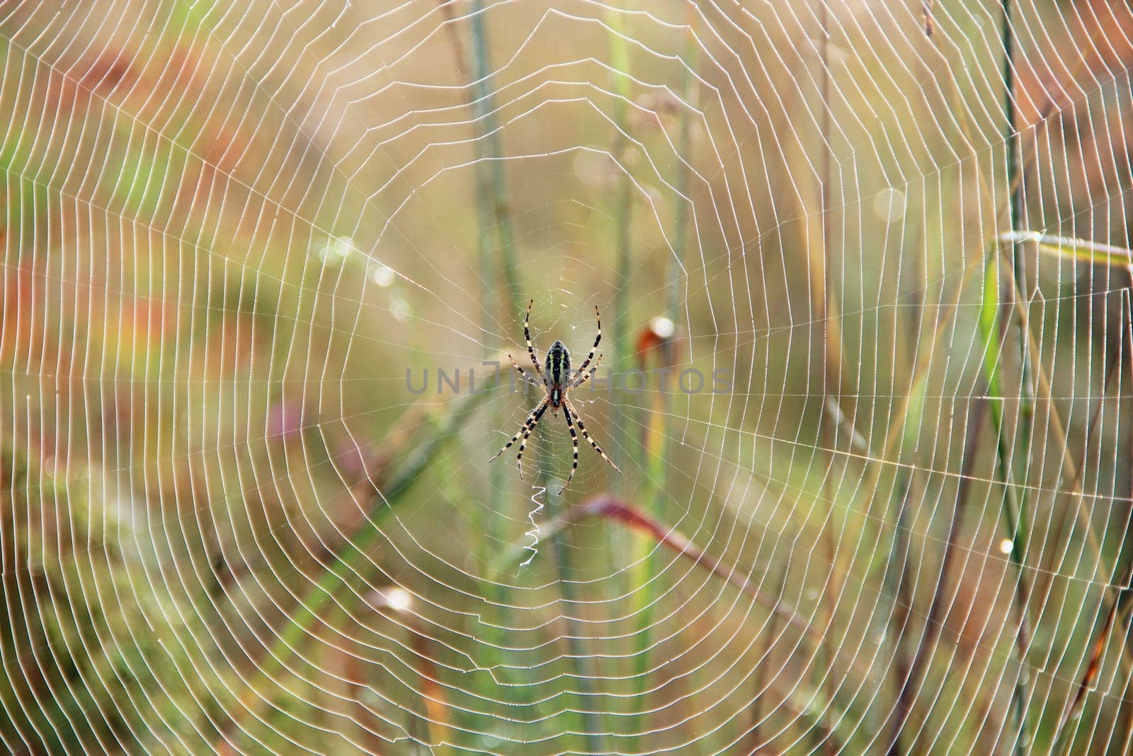 spider is basking in rays of sun. Spider sitting on web sunny rays. Sunlights in morning. Fauna of forest. Insect living in summer field. Spider in cobweb. Arachnology