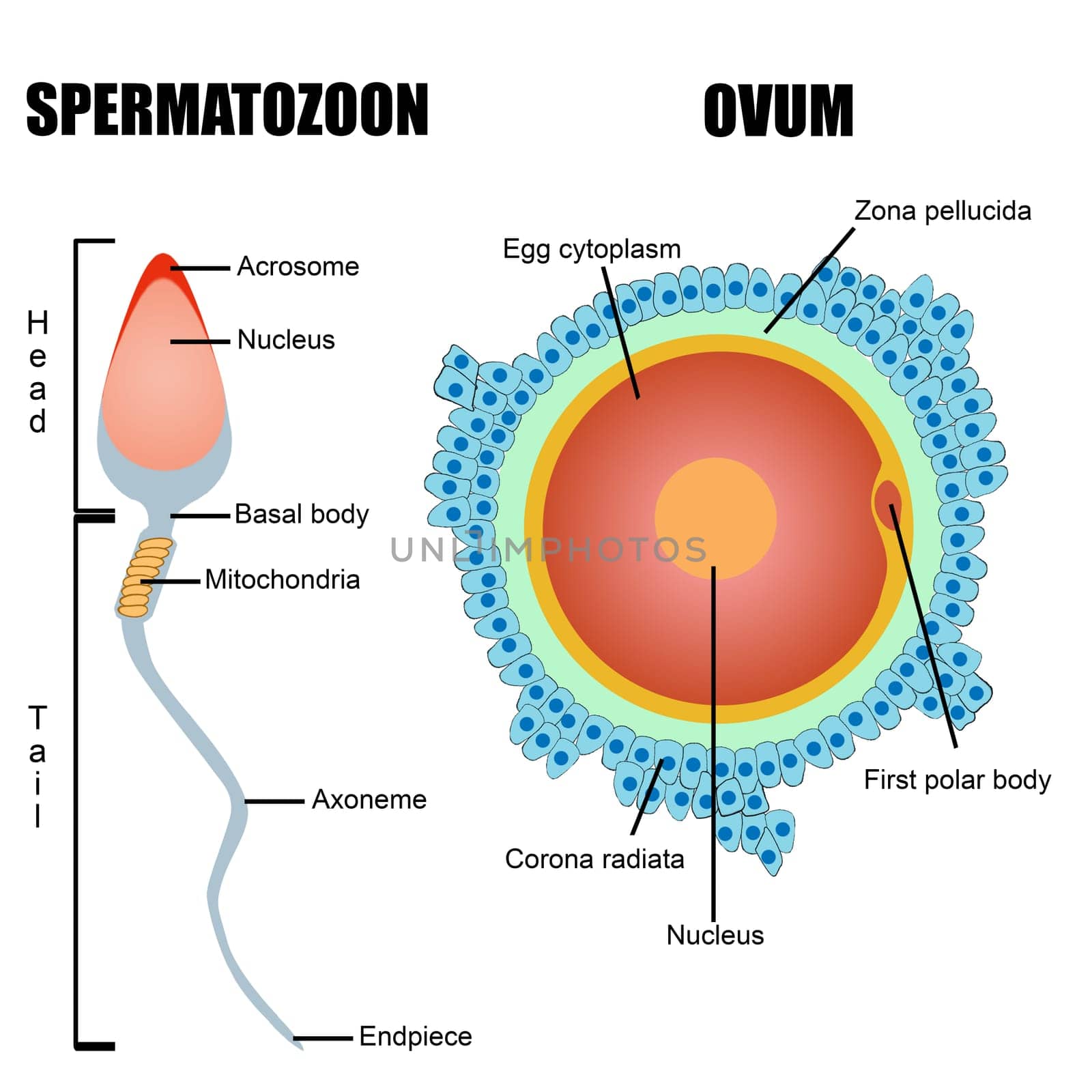 Structure of human gametes : egg and sperm (useful for education in schools and clinics ) - vector illustration