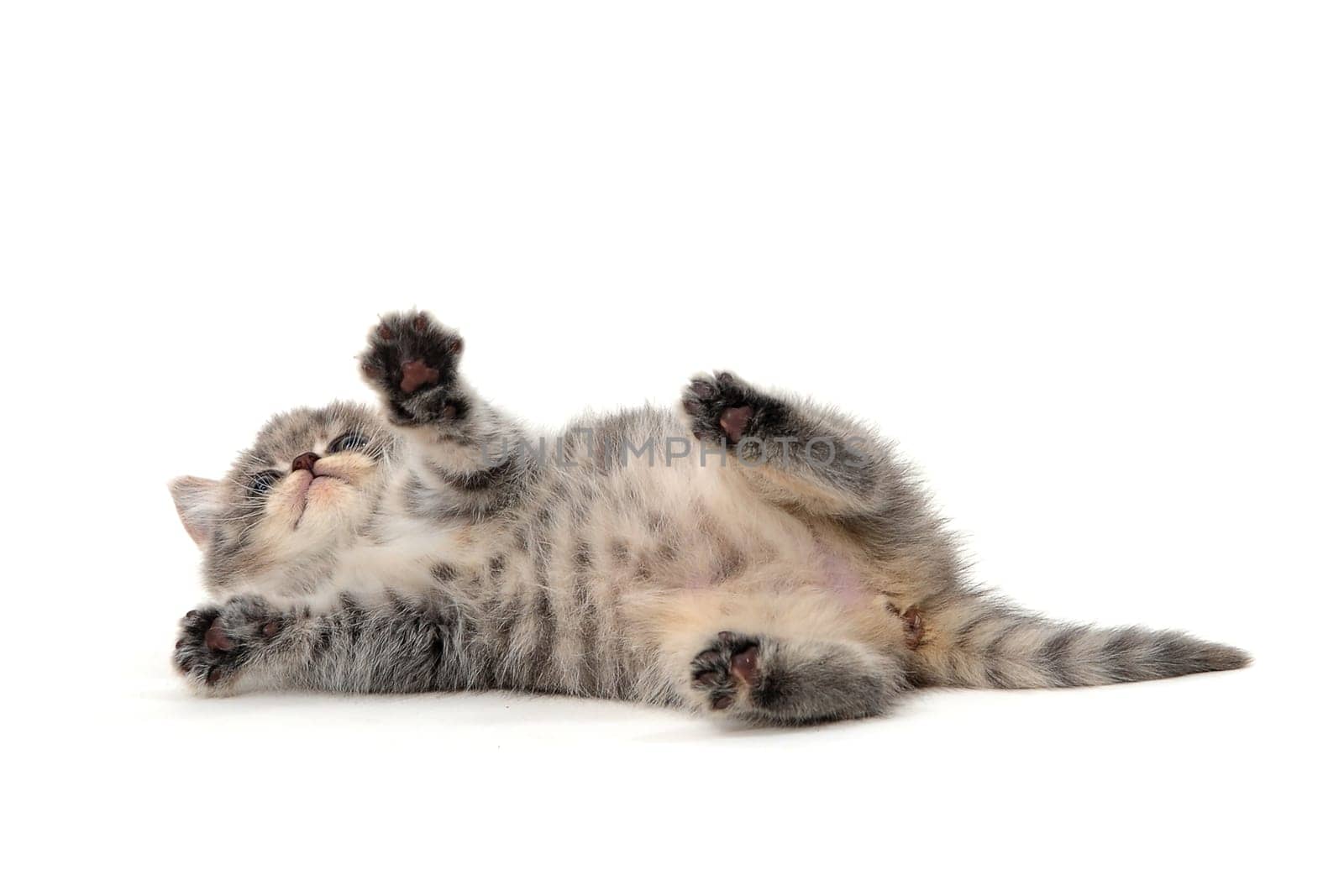 Purebred gray kitten on a white isolated background. High quality photo