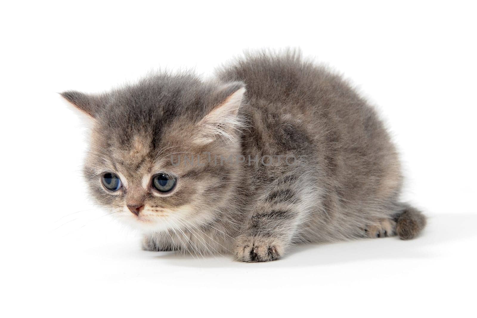 Purebred gray kitten on a white isolated background. High quality photo