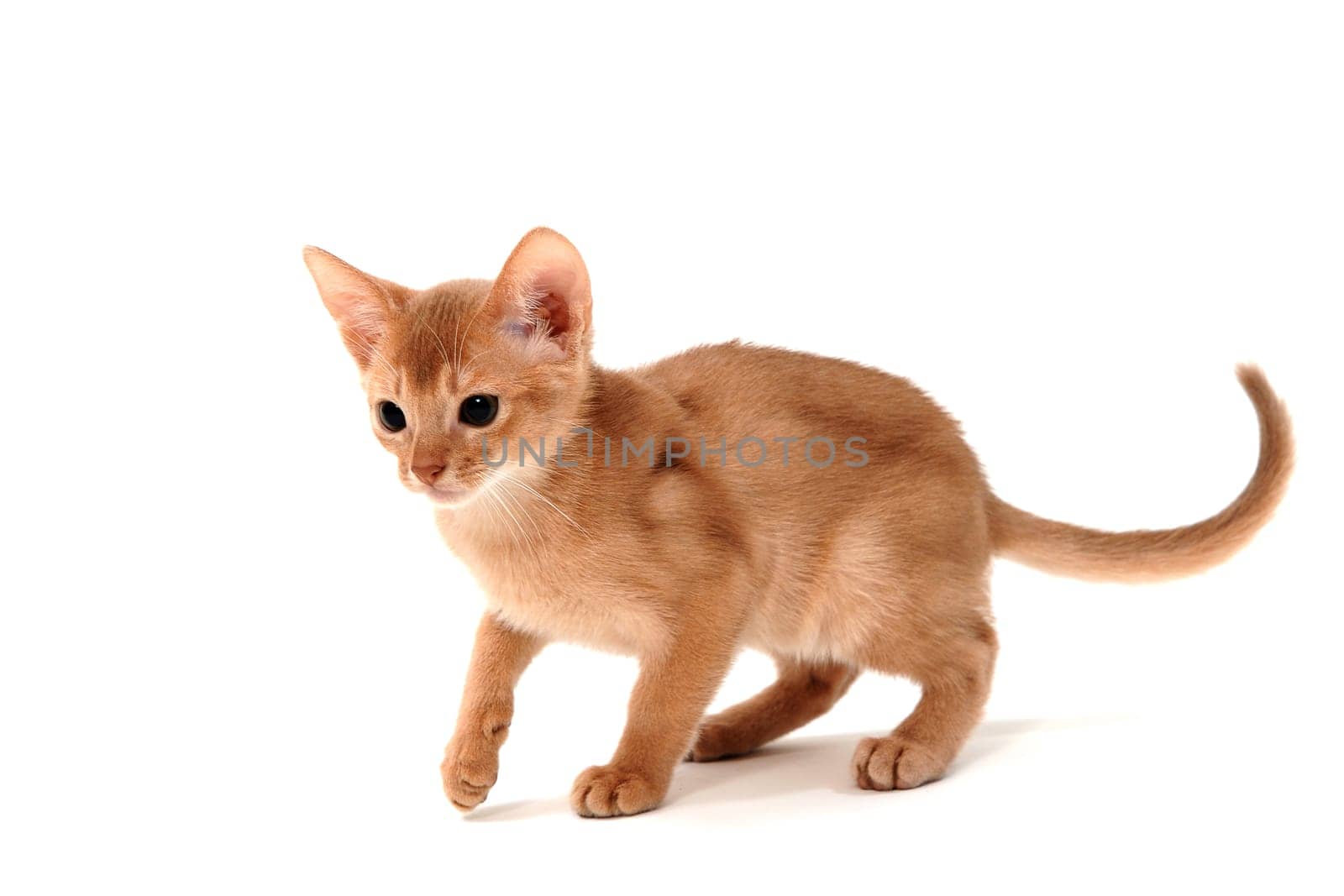 Abyssinian red kitten on a white isolated background. High quality photo