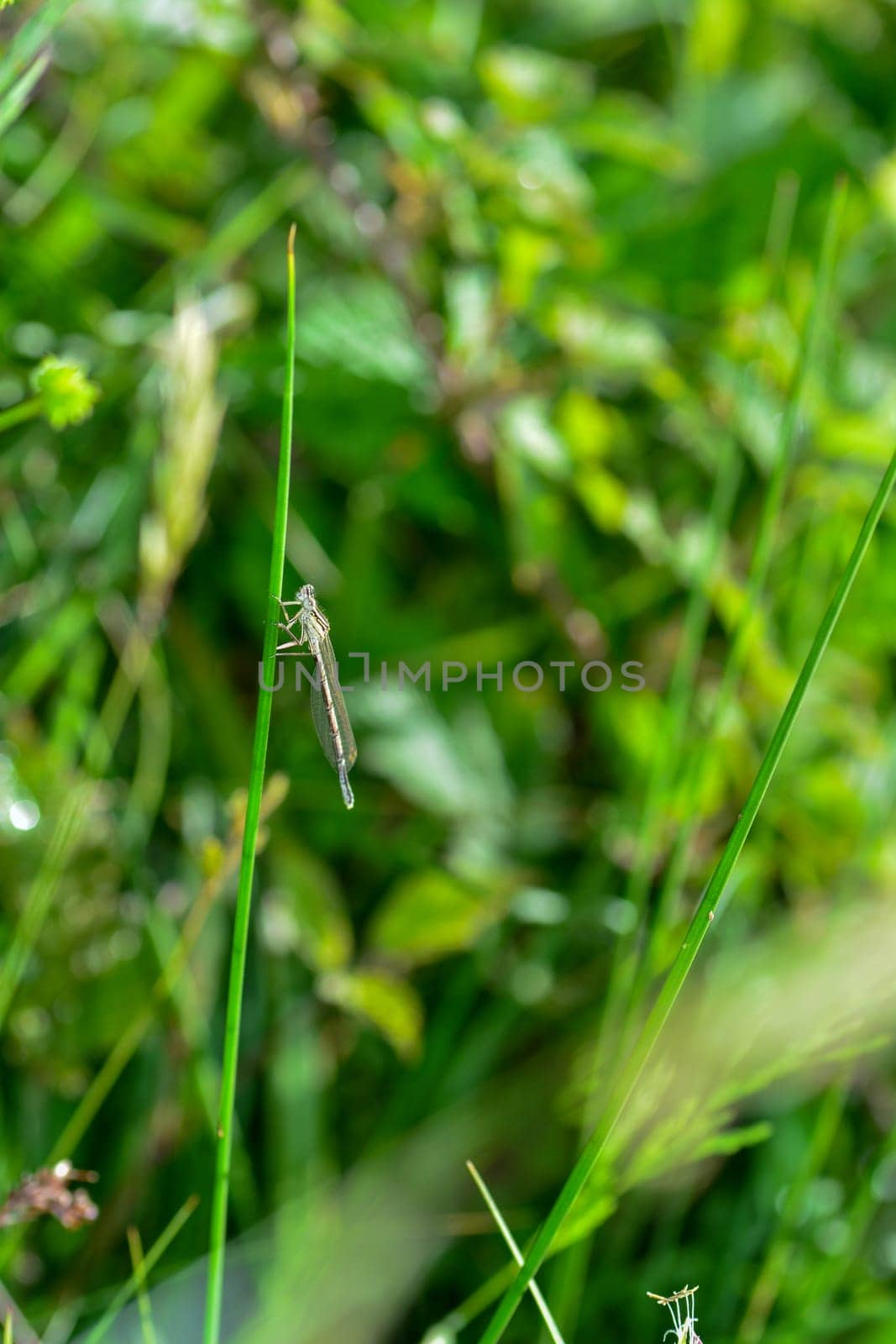 Common feather dragonfly ( Platycnemis pennipes ) female, on a blade of grass