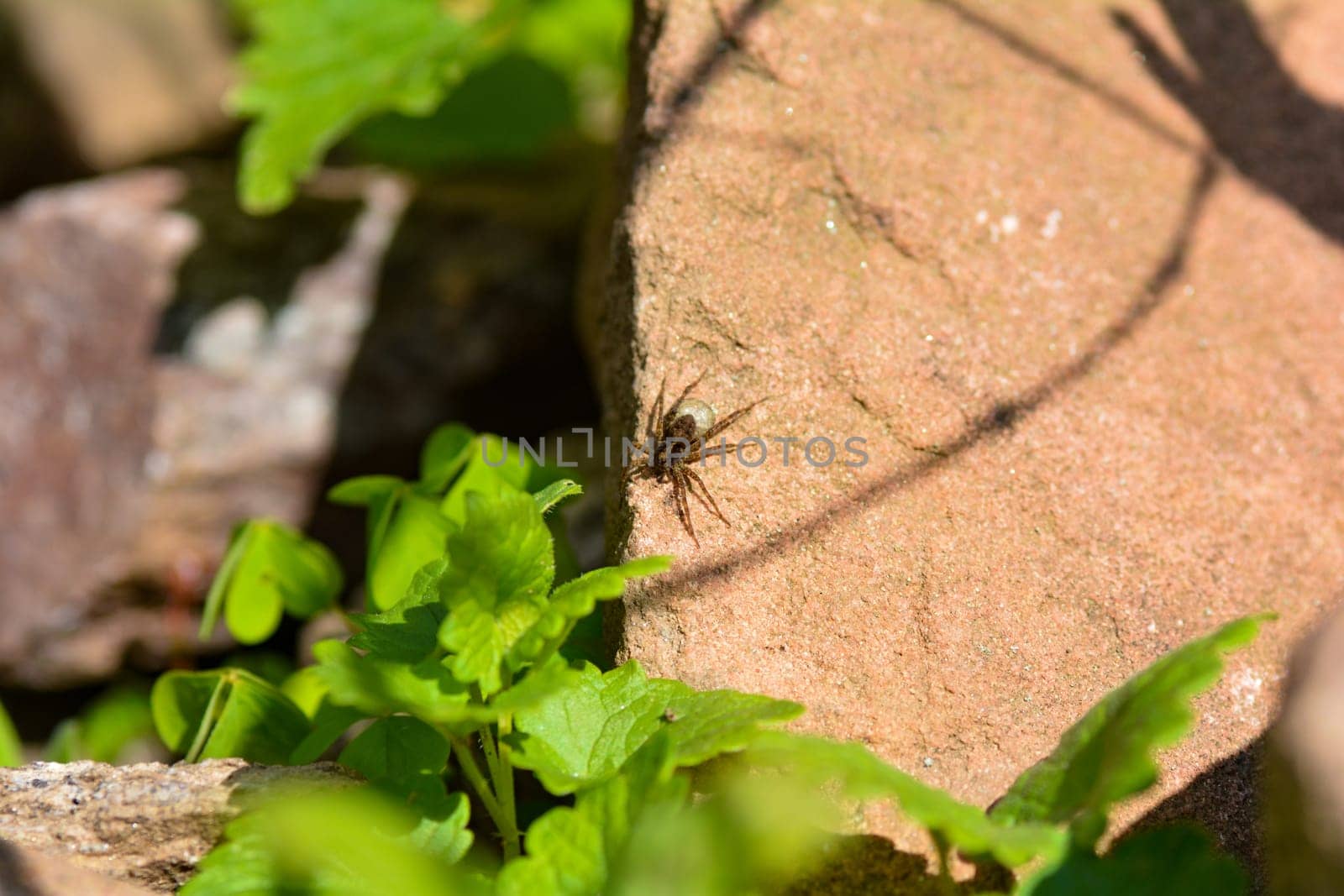 Female wolf spider ( Lycosidae ) with her eggs in cocoon on a rock in sunlight