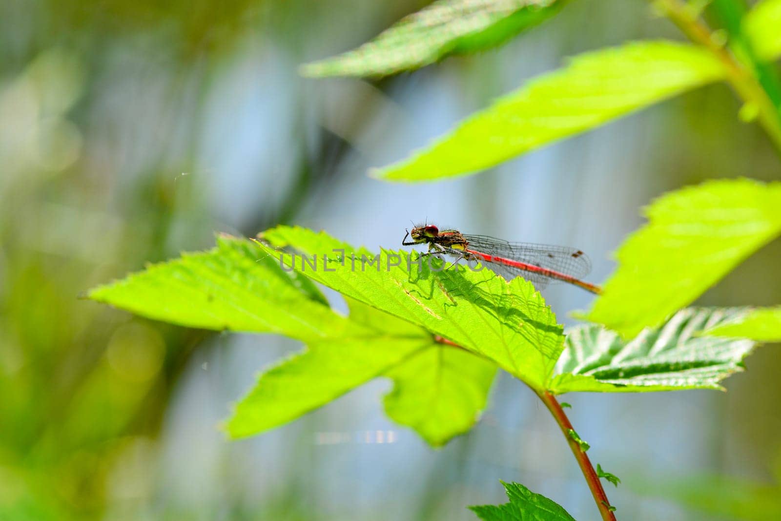 Adonis dragonfly ( Pyrrhosoma nymphula ) on plant in nature