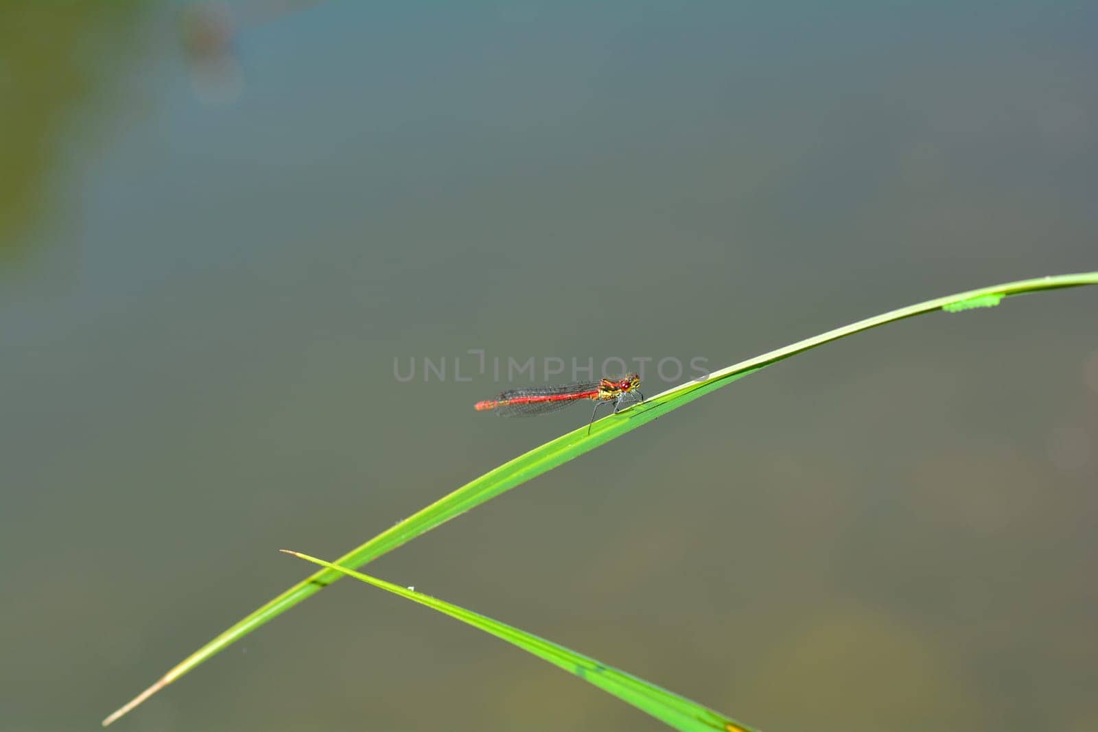 Adonis dragonfly ( Pyrrhosoma nymphula ) on plant in nature