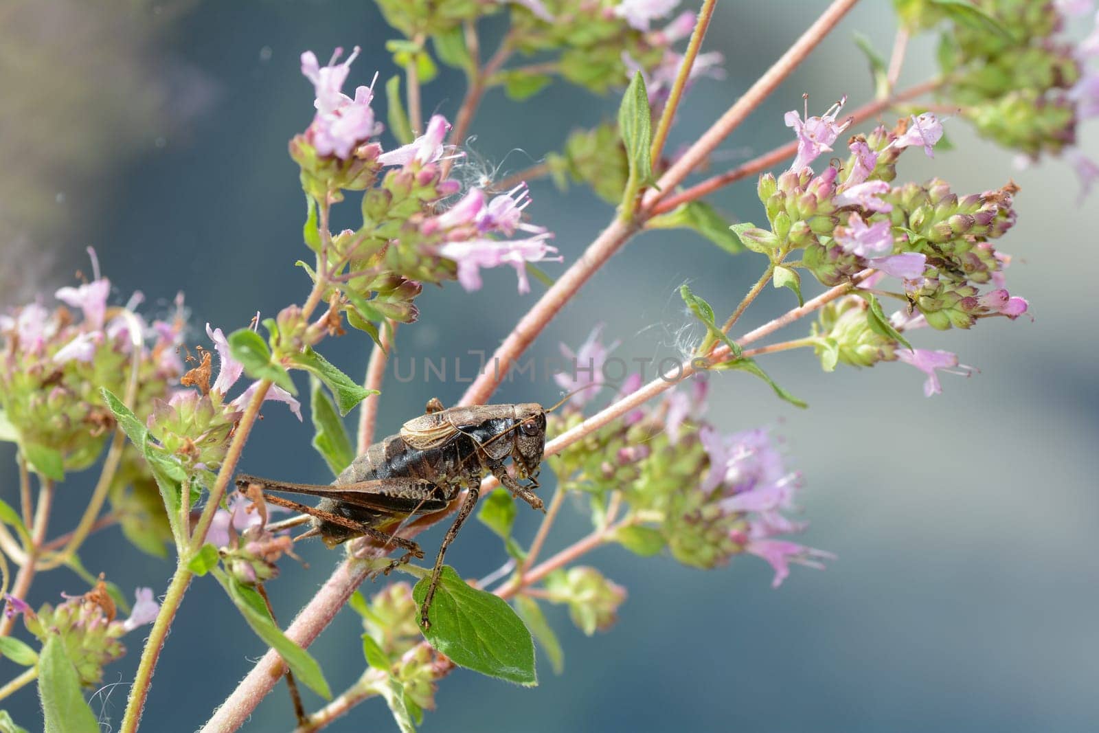 Common bush cricket ( Pholidoptera griseoaptera ) on a plant