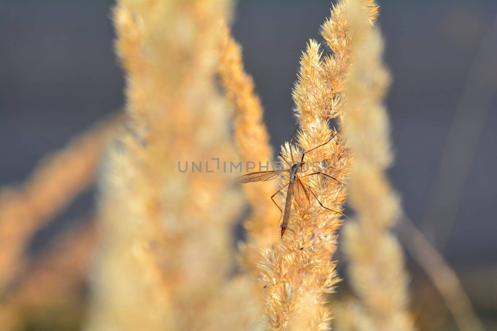 Big cranefly ( Tipulidae ) in the sunlight on a plant