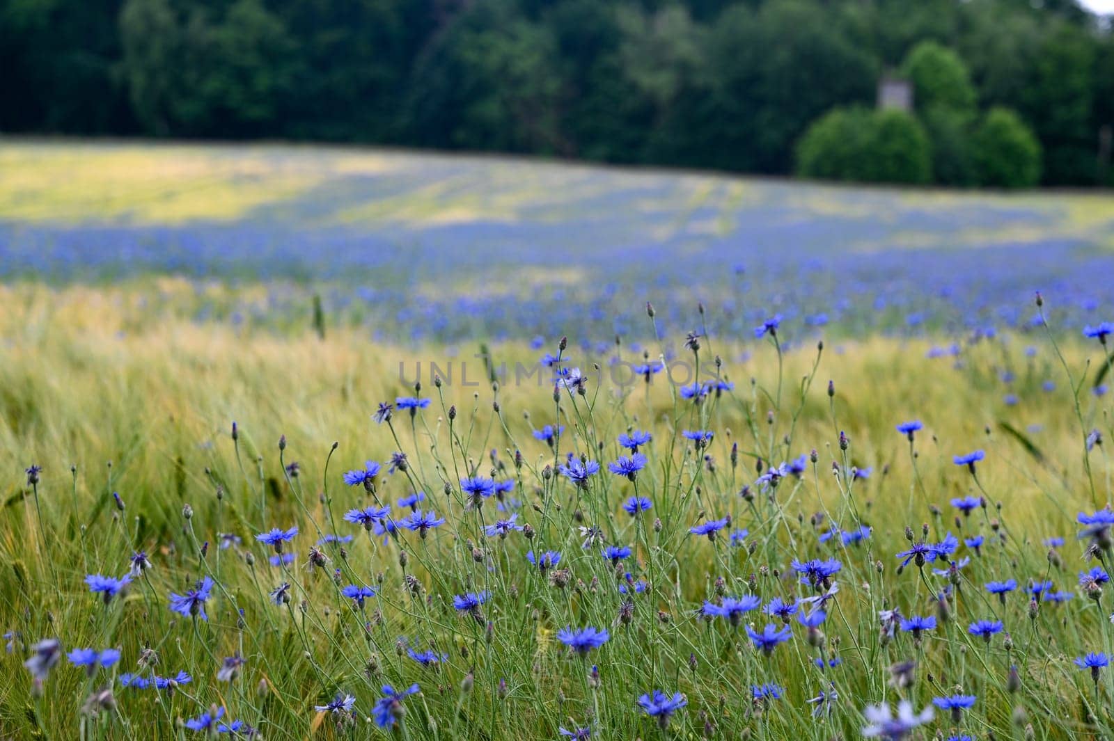 Grain field with lots of blue cornflowers ( Centaurea cyanus ) and green forest in the background