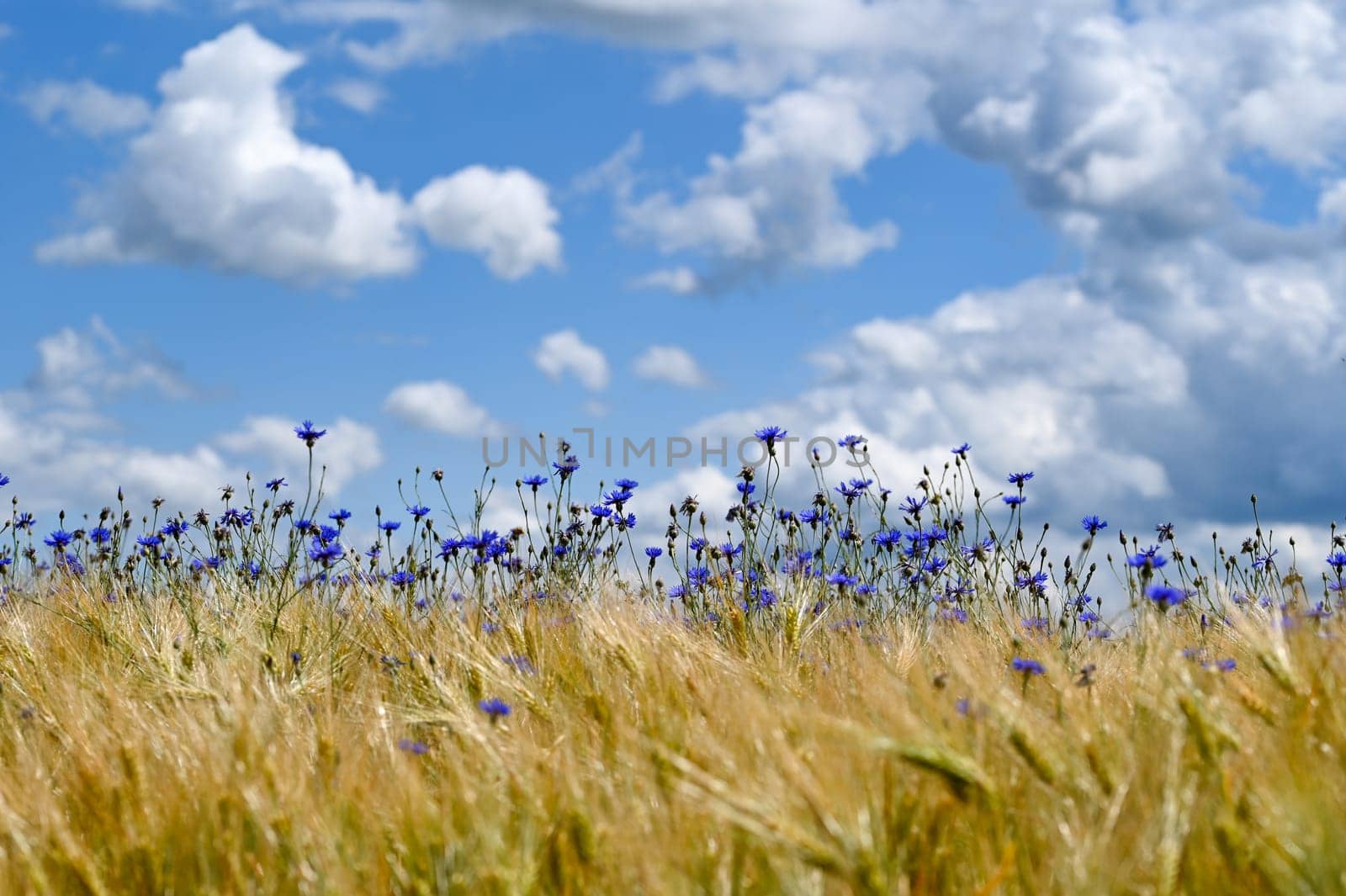 Lots of blue cornflowers in the cornfield,blue sky and white clouds