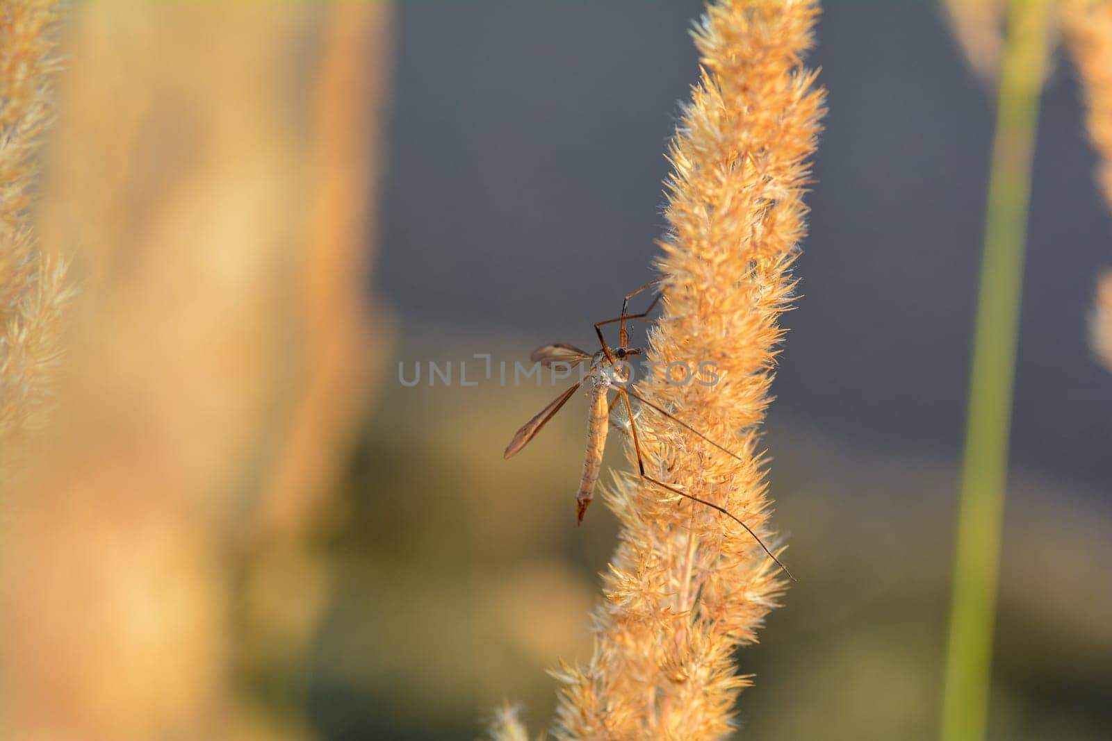 Big cranefly ( Tipulidae ) in the sunlight on a plant