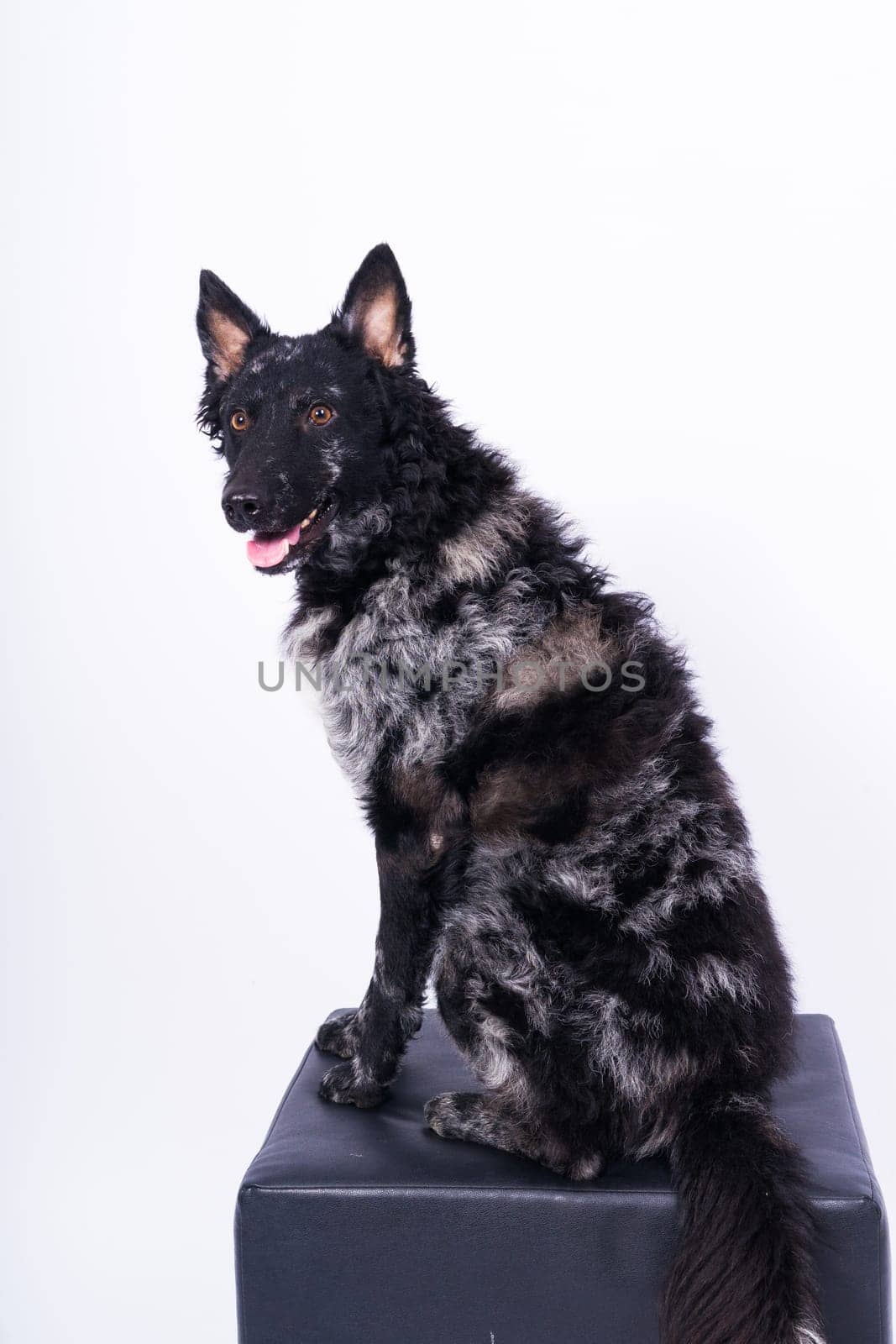 Mudi black dog sitting on chair in a interior
