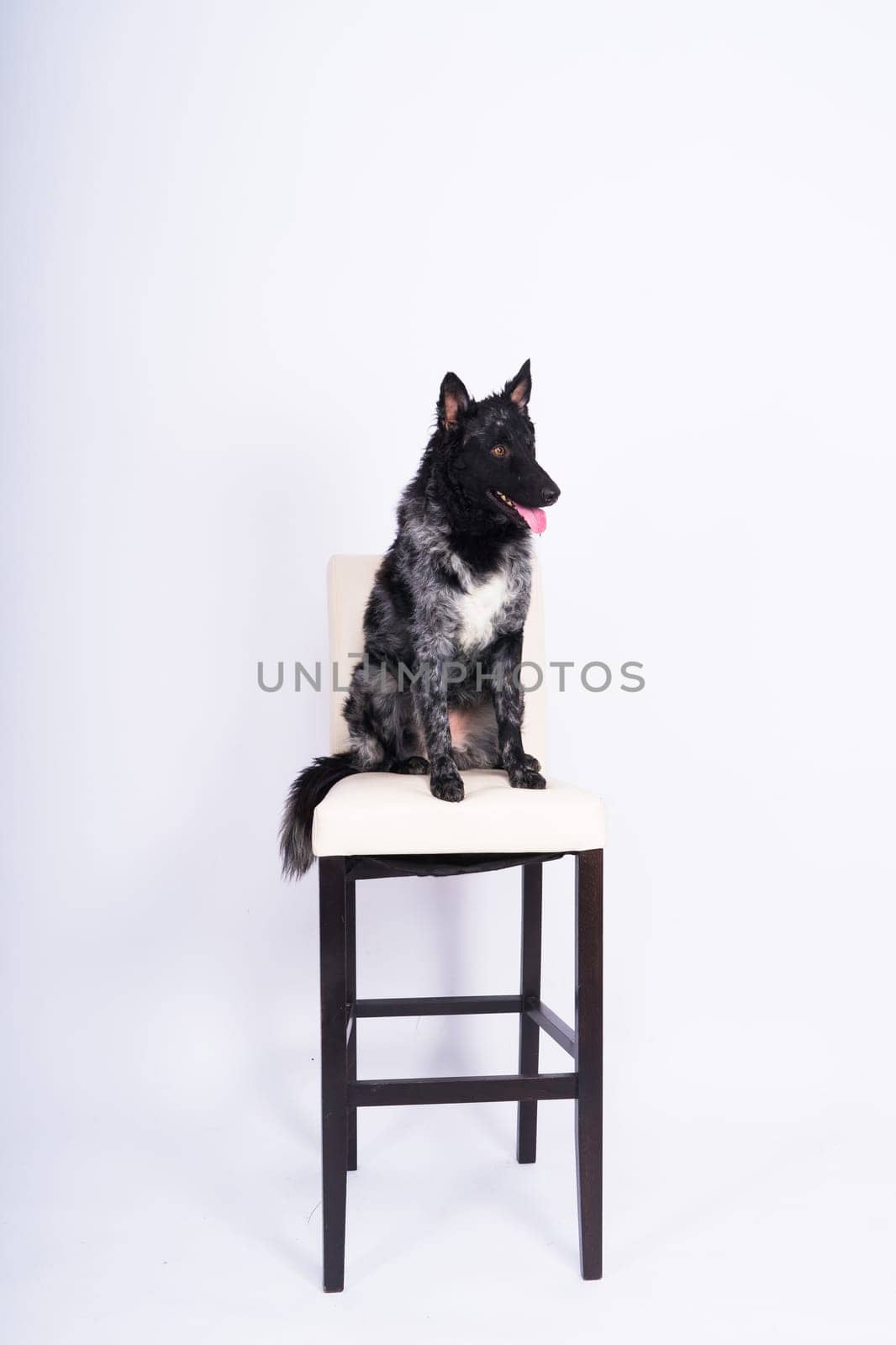 Mudi black dog sitting on chair in a interior