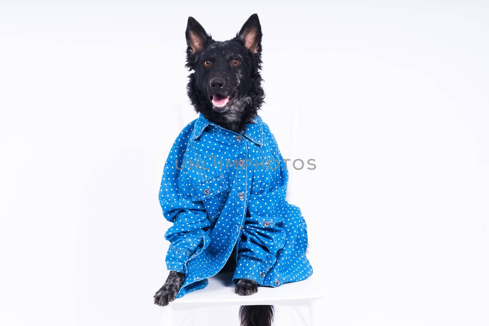 Dog, mudi, wearing shirtfront, isolated on a white background in studio