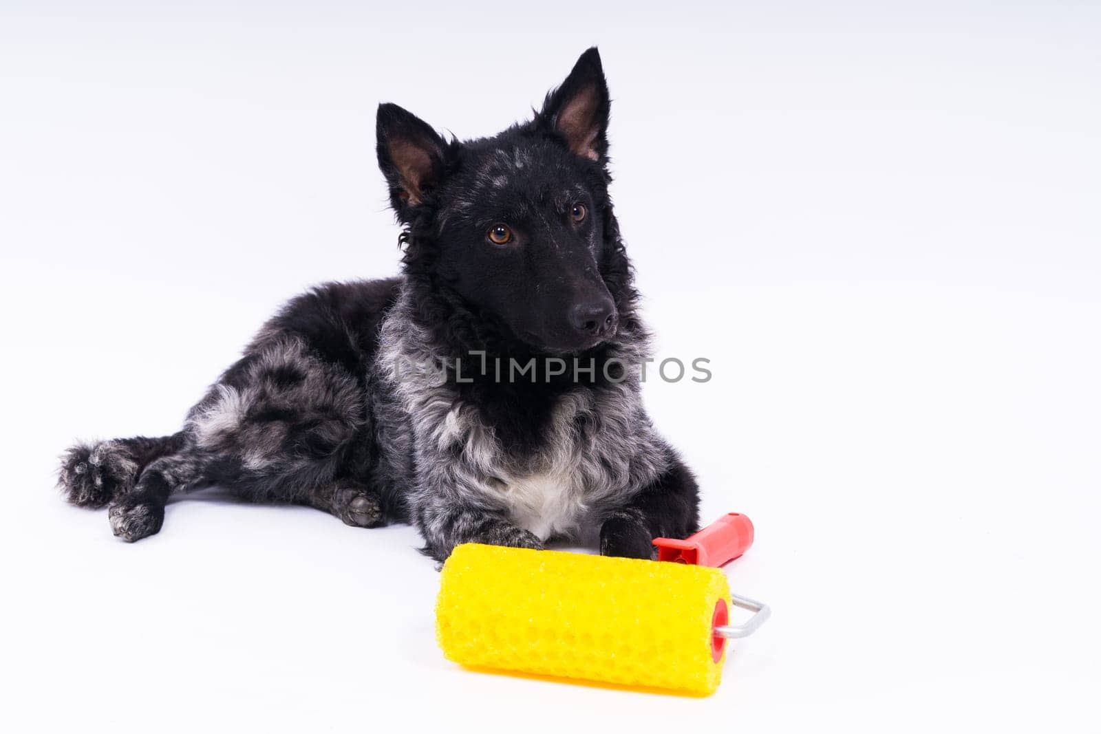 Man painting his dog doing renovation work in room. Good relationship between dog and his owner