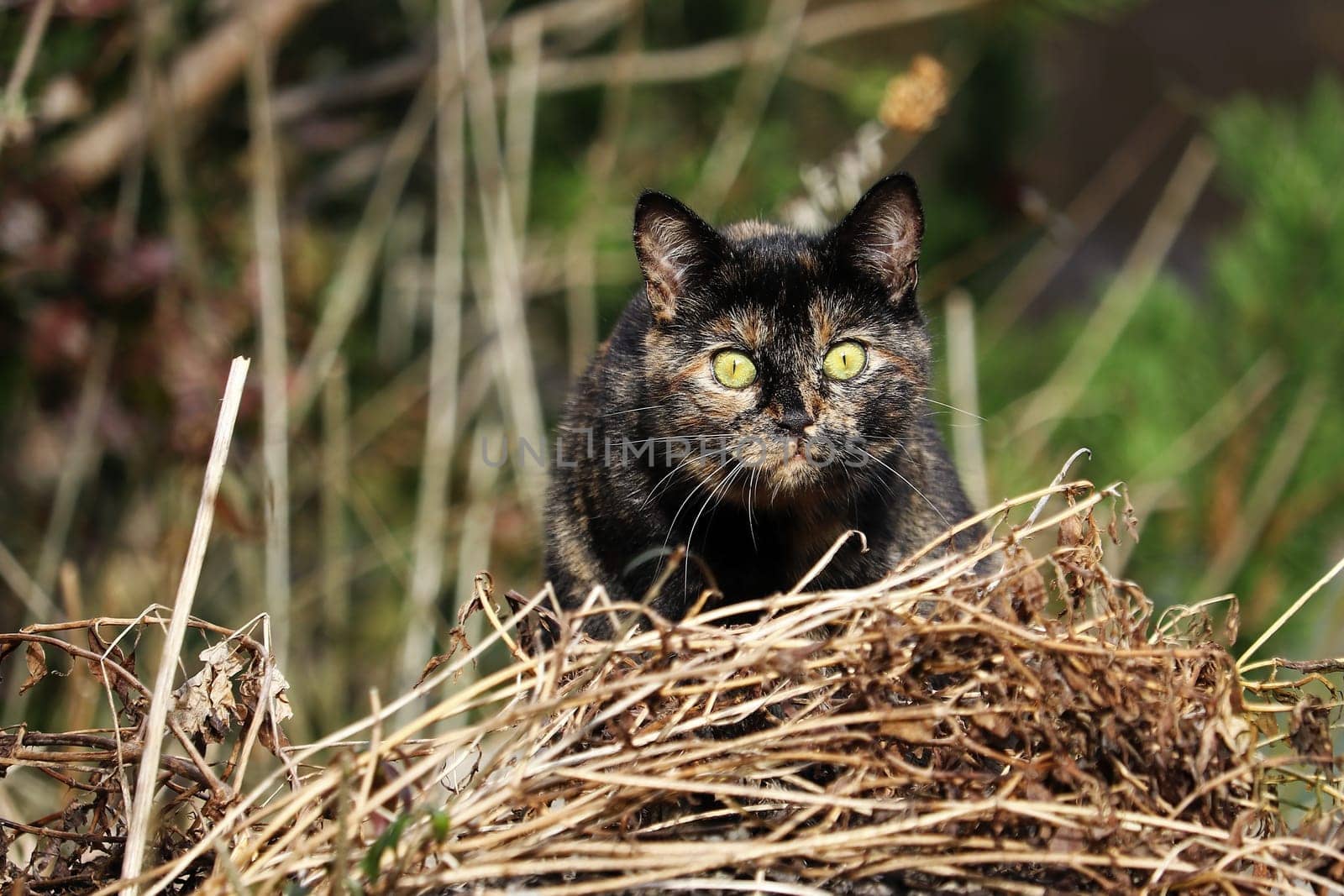 A young tortoiseshell cat just before the attack