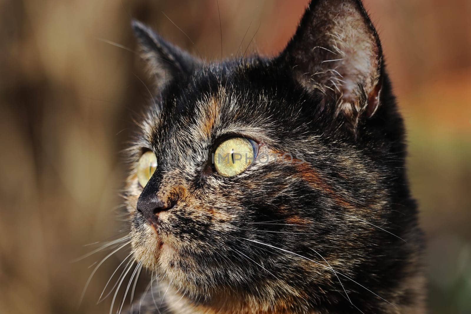 Close up of head of young pretty tortoiseshell cat