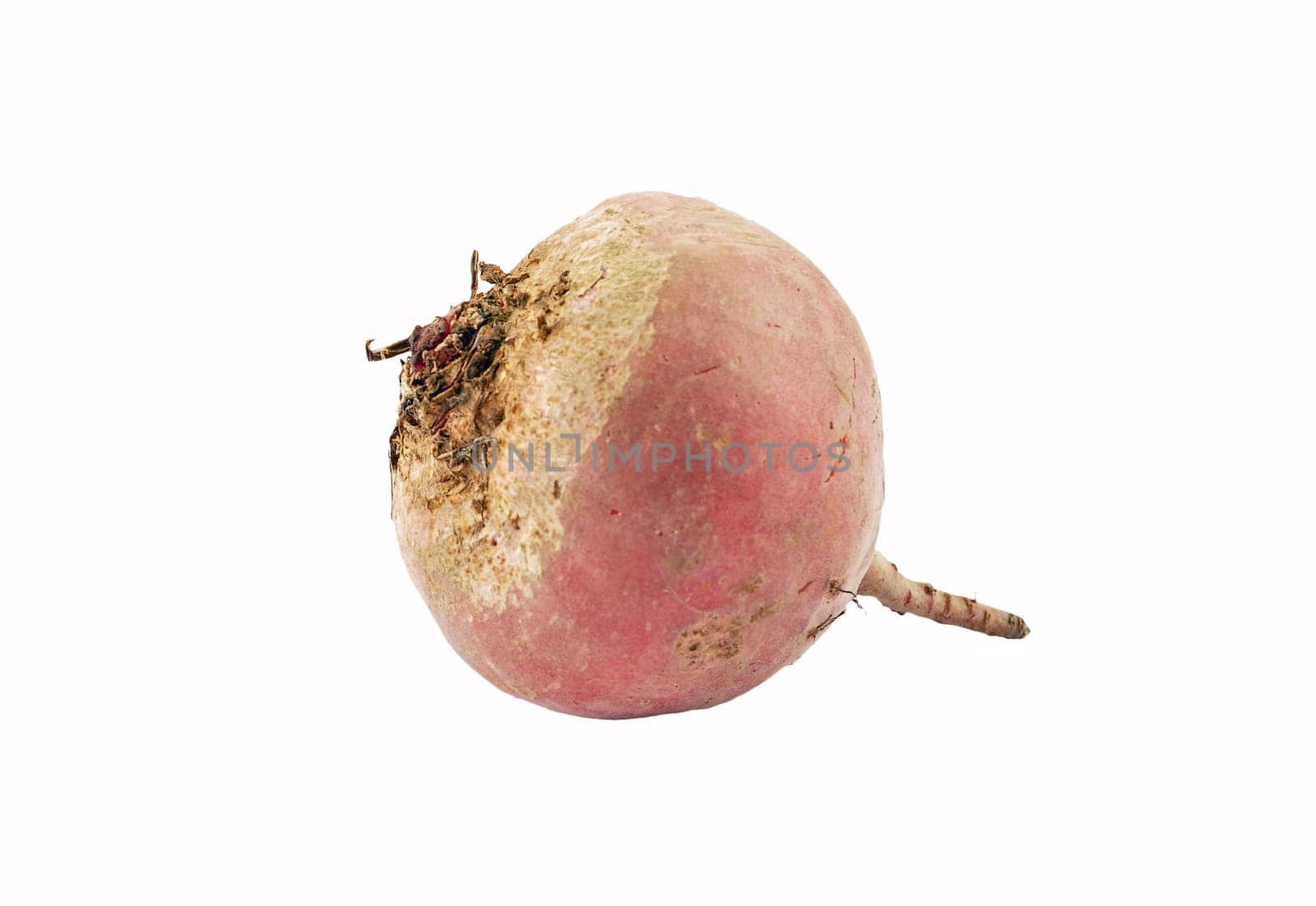 Chioggia turnip isolated on white background