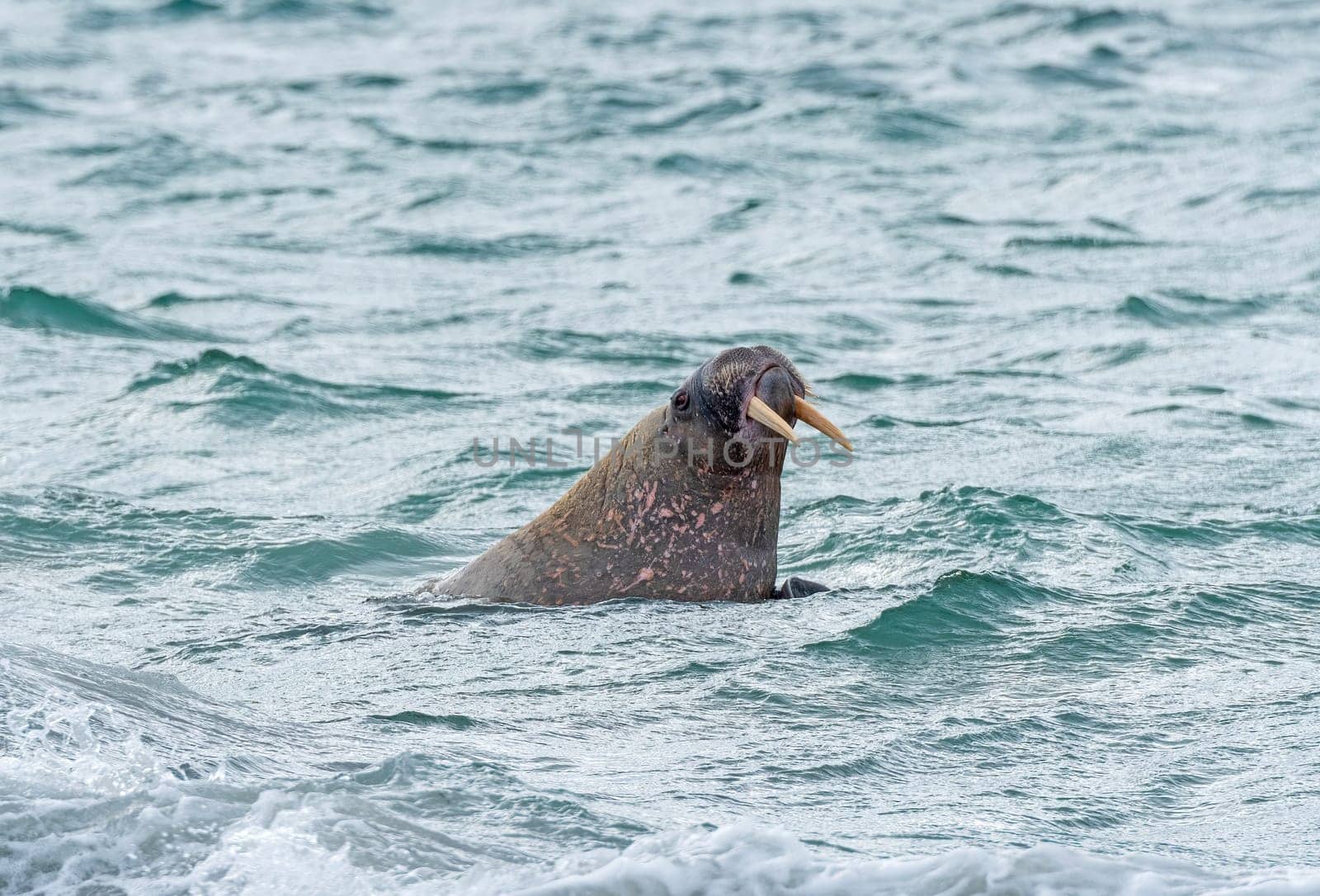 Walrus Patrolling an Arctic Shore by Smeerenburg in the Svalbard Islands in Norway