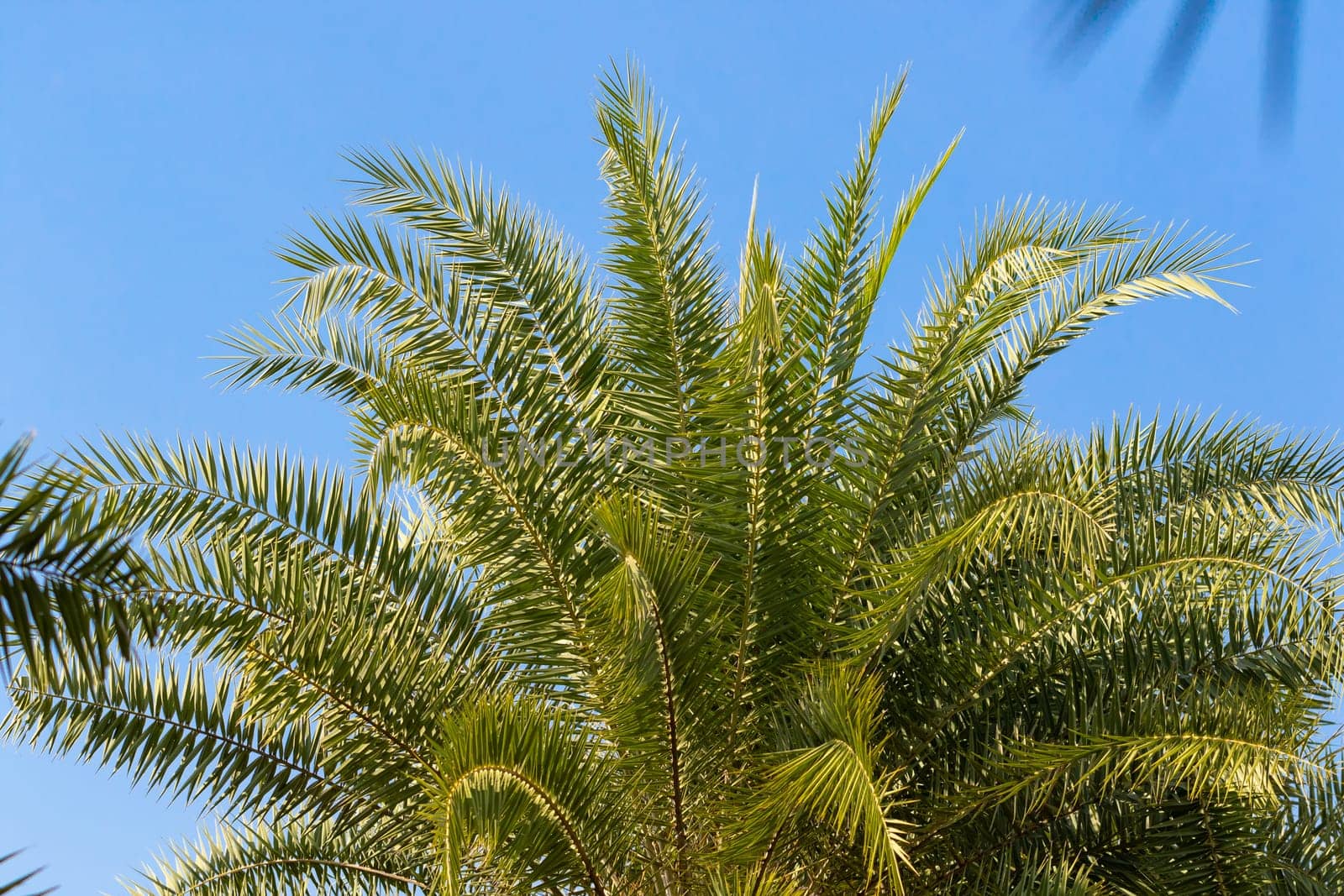 Date palm tree leaves close up with blue sky background