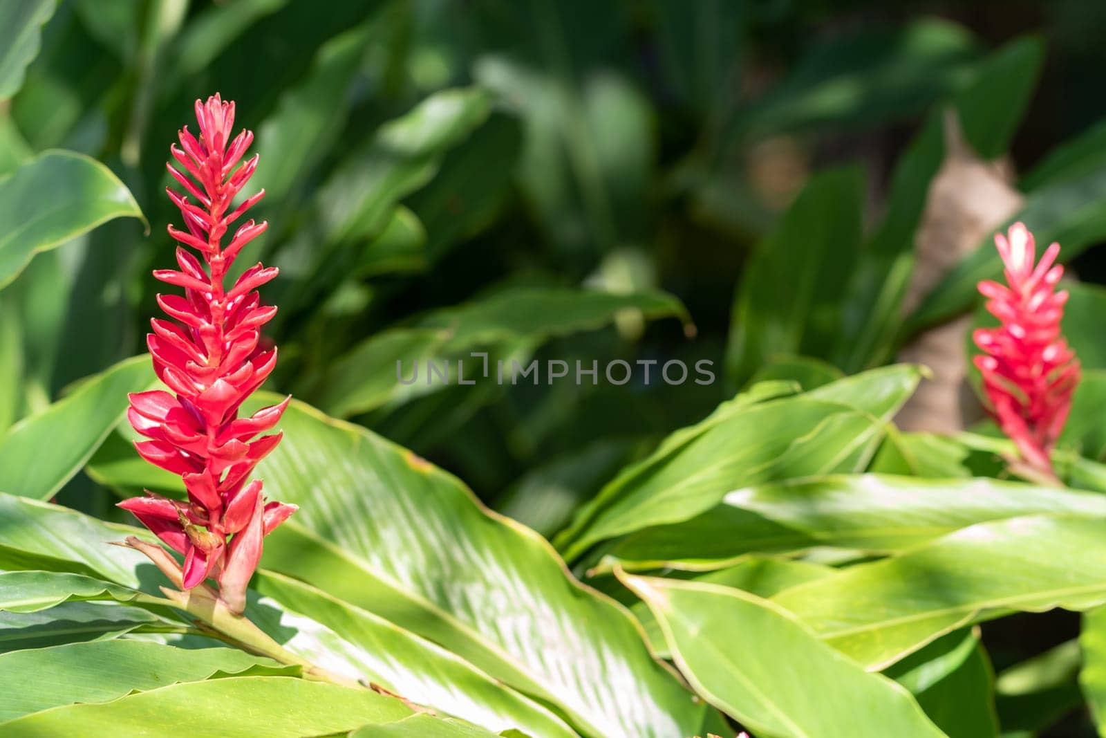 Red ginger flowers in the garden
