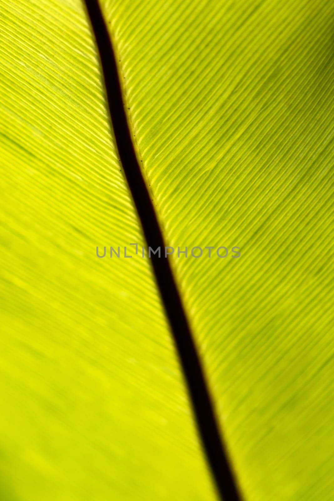 Close up of Bird's nest fern prominent dark brown midrib frond texture in the sunlight