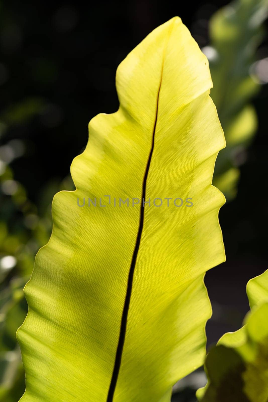 Single bird's nest fern leaf close up in the sunlight