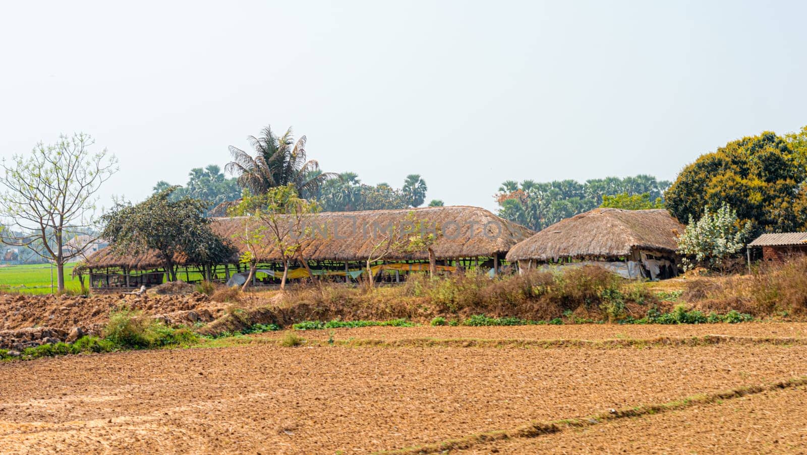 Thatched houses in a row on an agriculture field against a clear sky horizon background. Rural Indian village Landscape view. Murshidabad Sagardihi Area West Bengal India South Asia Pacific