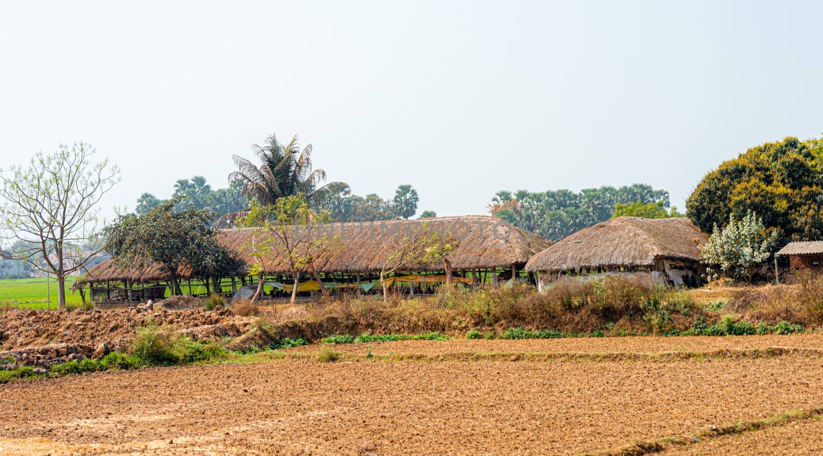 Thatched houses in a row on an agriculture field against a clear sky horizon background. Rural Indian village Landscape view. Murshidabad Sagardihi Area West Bengal India South Asia Pacific