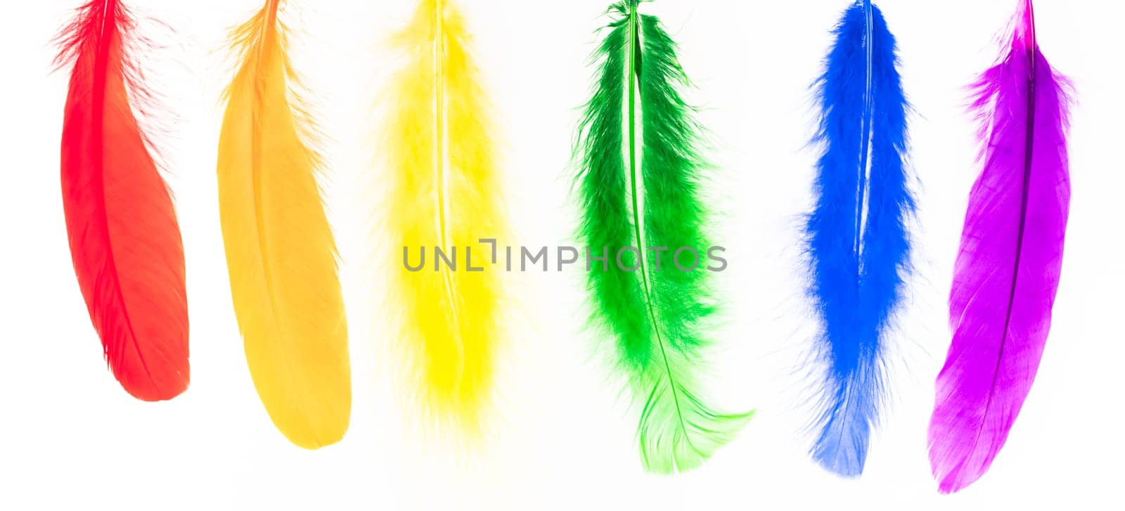 Feathers in LGBT rainbow colors