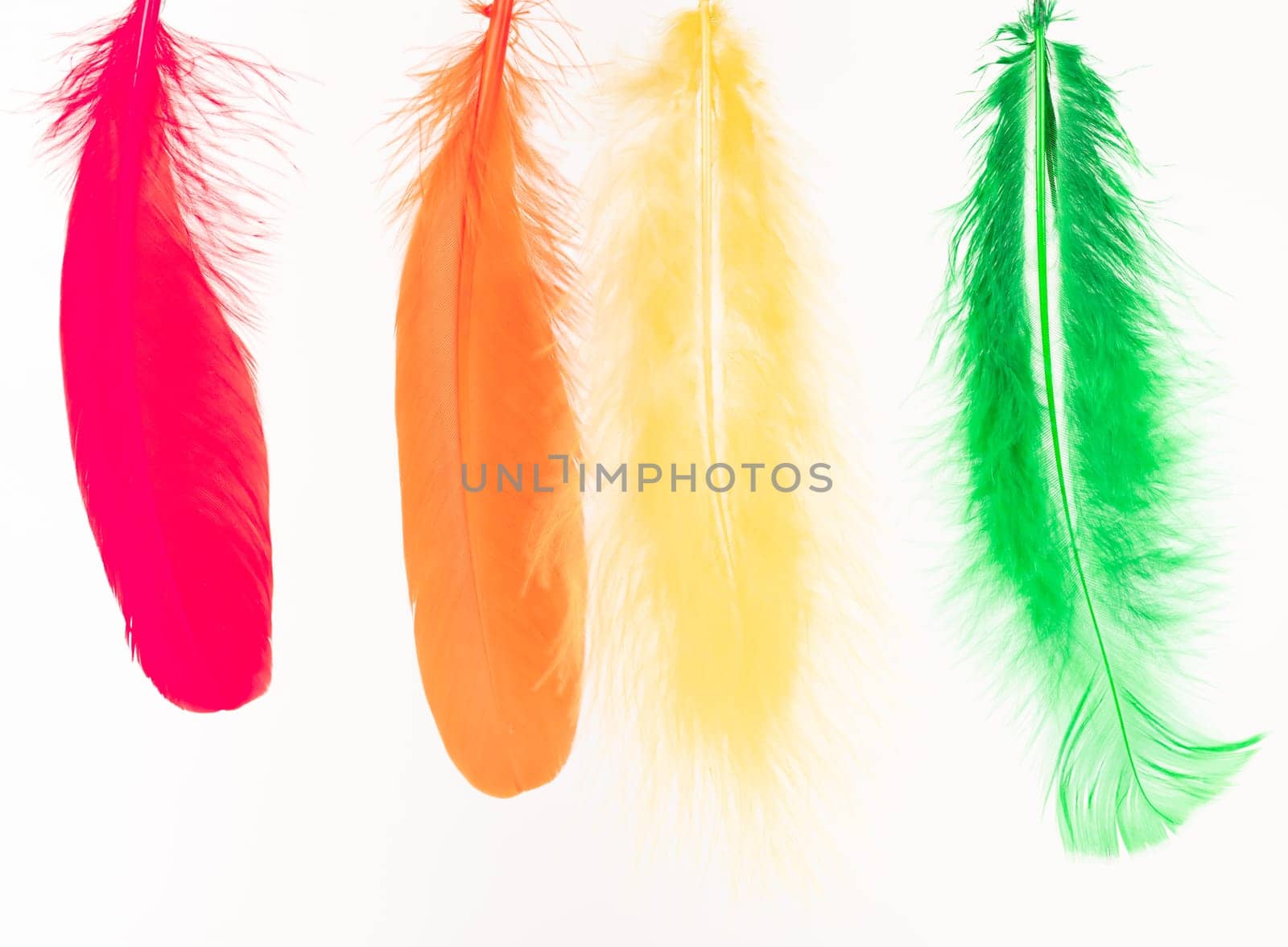 Red, orange, yellow and green feathers on white background
