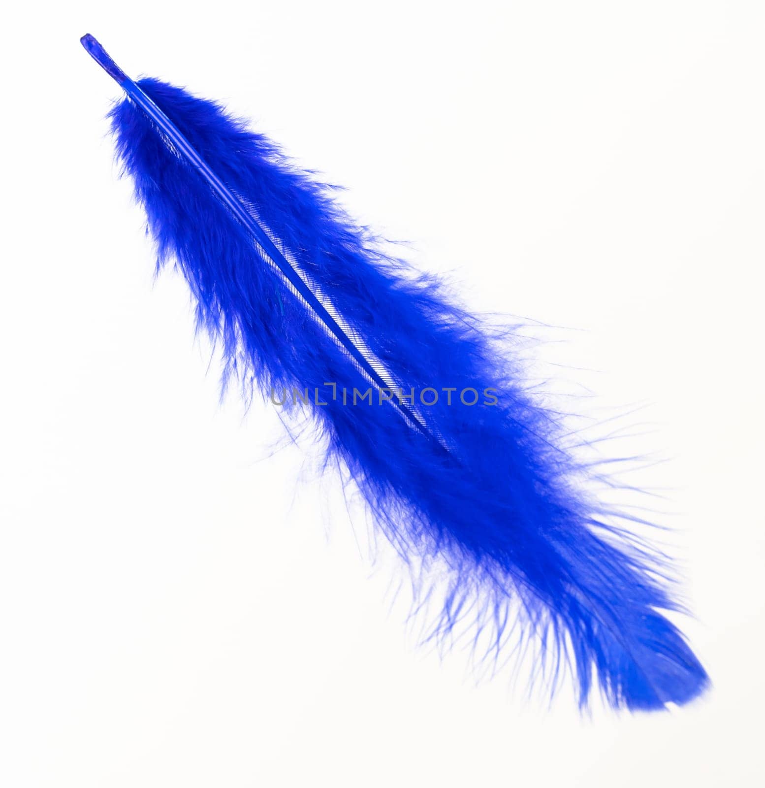 Blue feather on white background