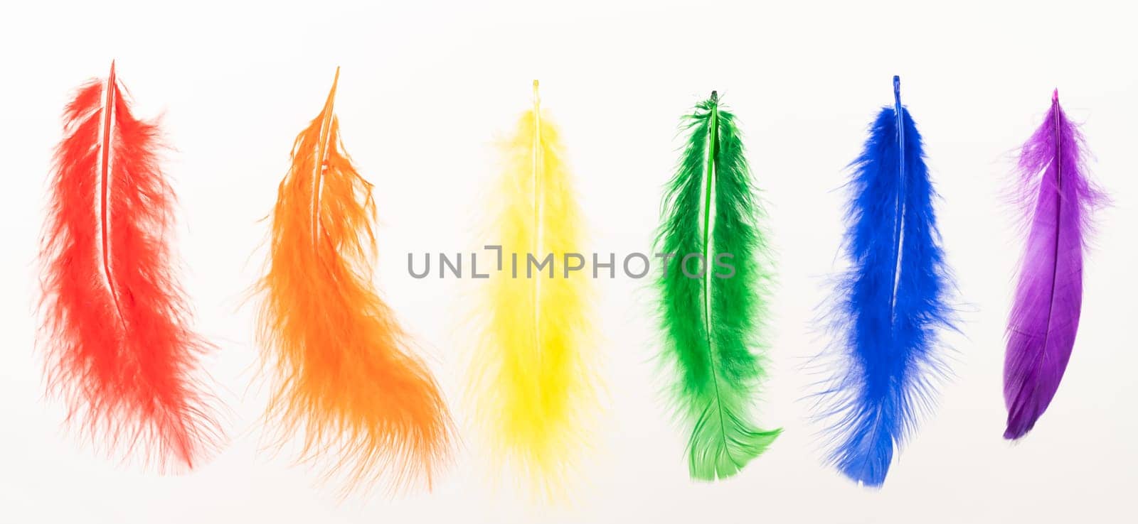 Feathers in LGBT rainbow colors