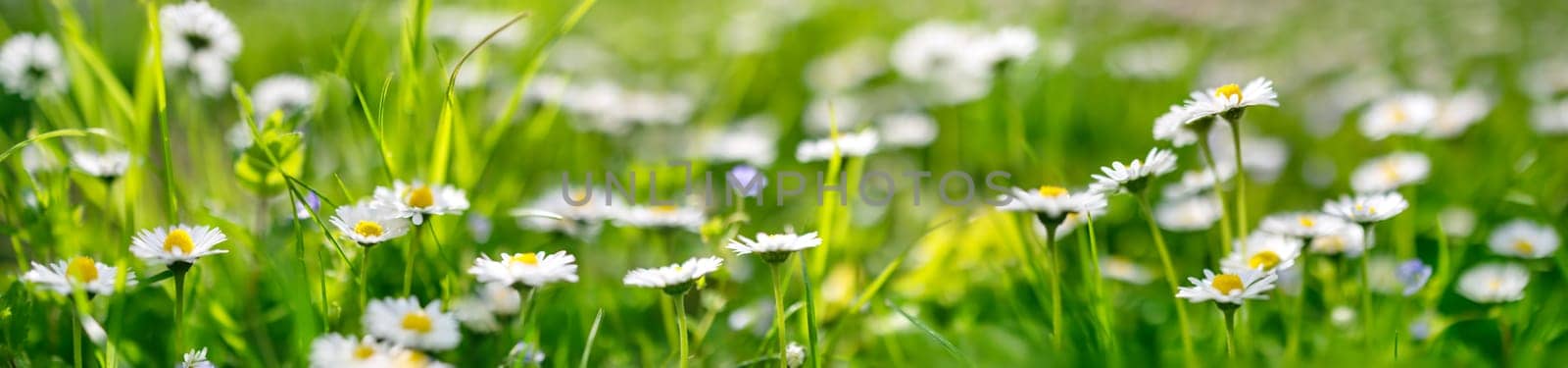 Panoramic view of the blooming daisies on the spring field. Beautiful background.