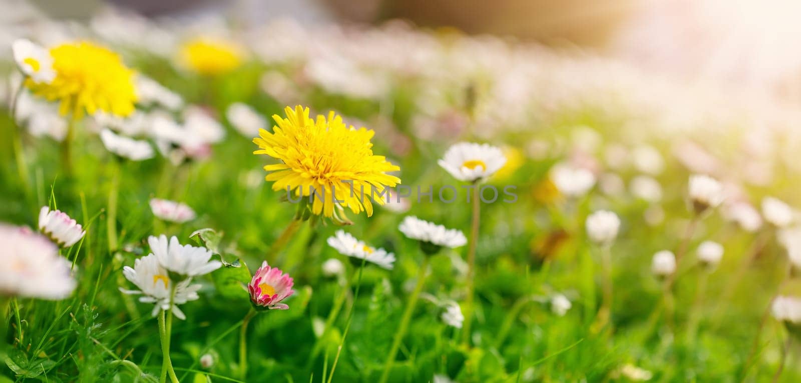 Meadow with lots of white and pink spring daisy flowers and yellow dandelions in sunny day. Nature floral background in early summer with fresh green grass