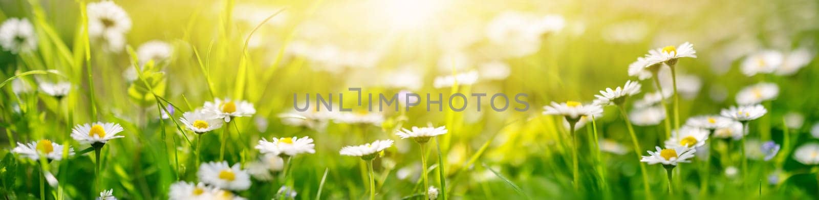 Panoramic view of the blooming daisies on the spring field. Beautiful background.