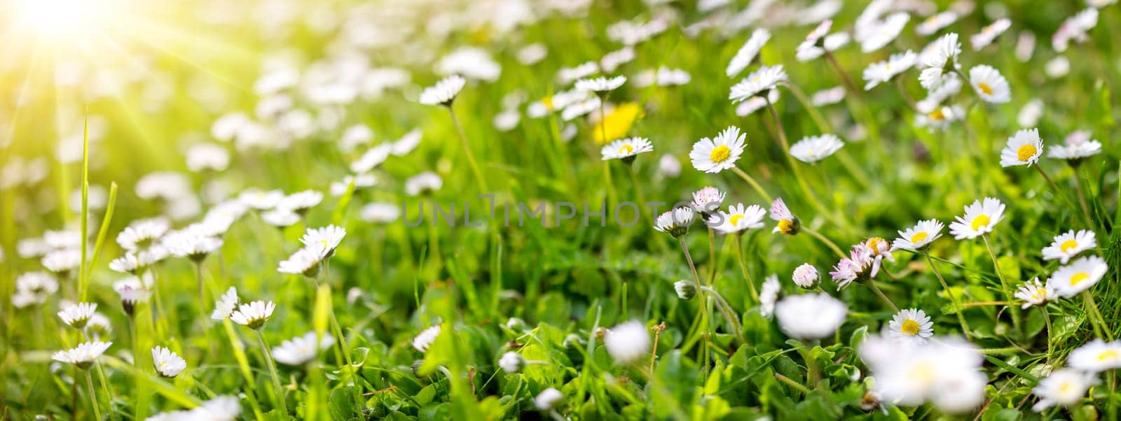 Panoramic view of the blooming daisies on the spring field. Beautiful background.