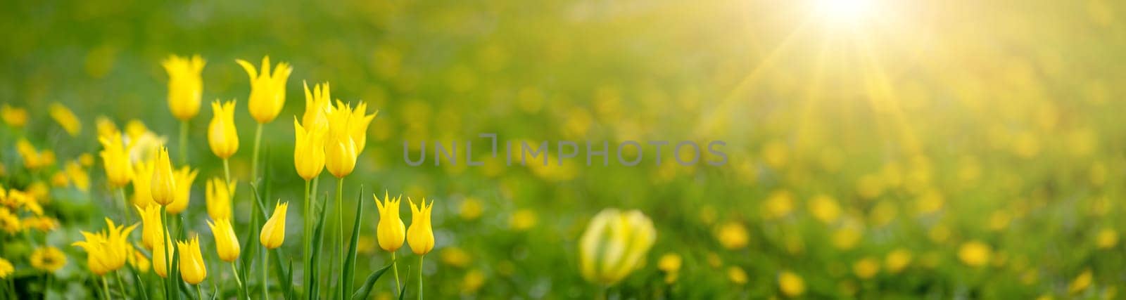 Meadow with yellow blooming tulips in springtime. Defocused background. Panoramic view.