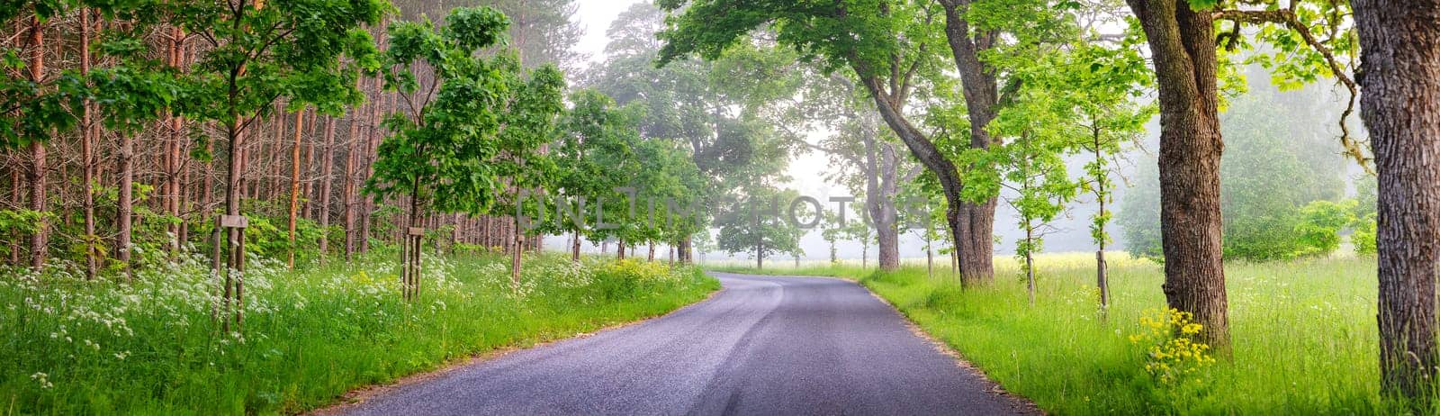 Panoramic view of the curving asphalt road in foggy natural park. Beautiful misty background.