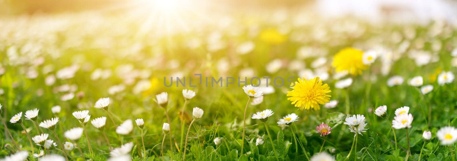 Meadow with lots of white and pink spring daisy flowers and yellow dandelions in the morning. Nature floral background in early summer with fresh green grass.