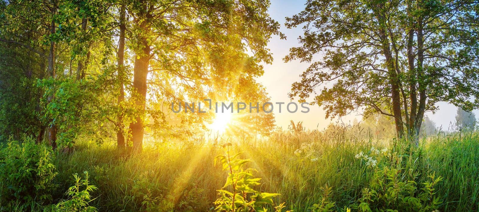 Foggy background in natural park in the morning. Tranquil scene in woodland.