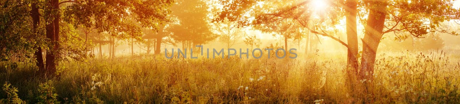 Sunrise in the morning in foggy illuminated woodland. Panoramic natural background.