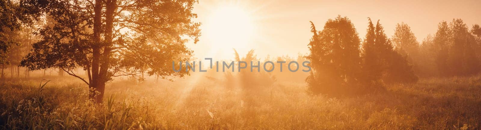 Sunrise in the morning in foggy illuminated woodland. Panoramic natural background.