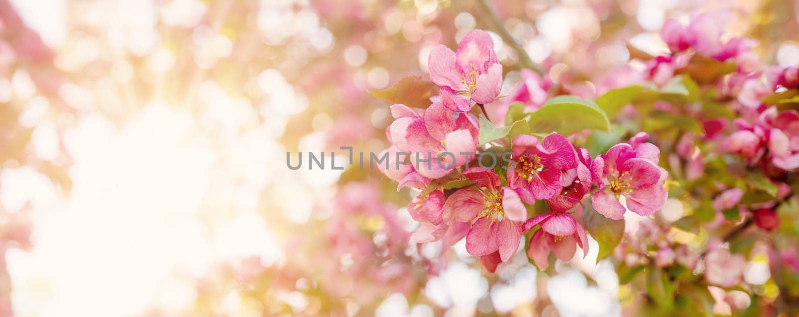 Closeup view of the cherry branches with blooming pink flowers and young green foliage. Spring background.