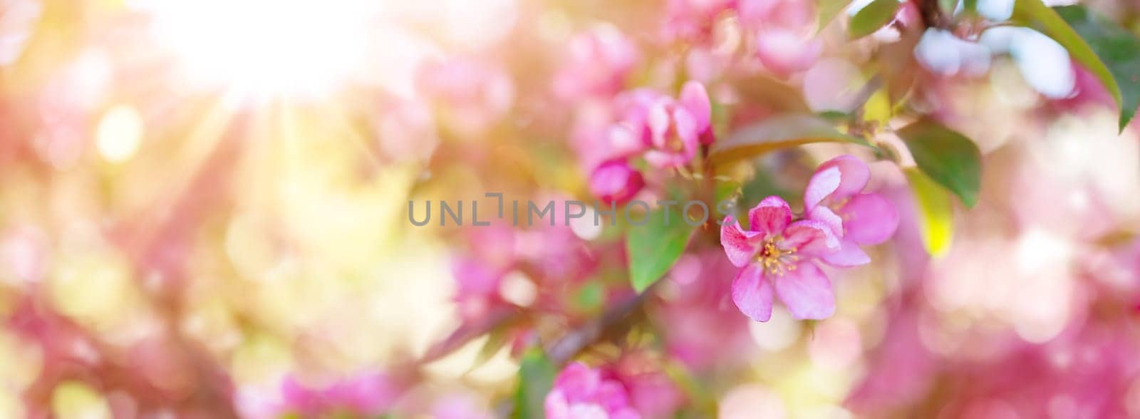 Closeup view of the cherry branches with blooming pink flowers and young green foliage. Spring background.