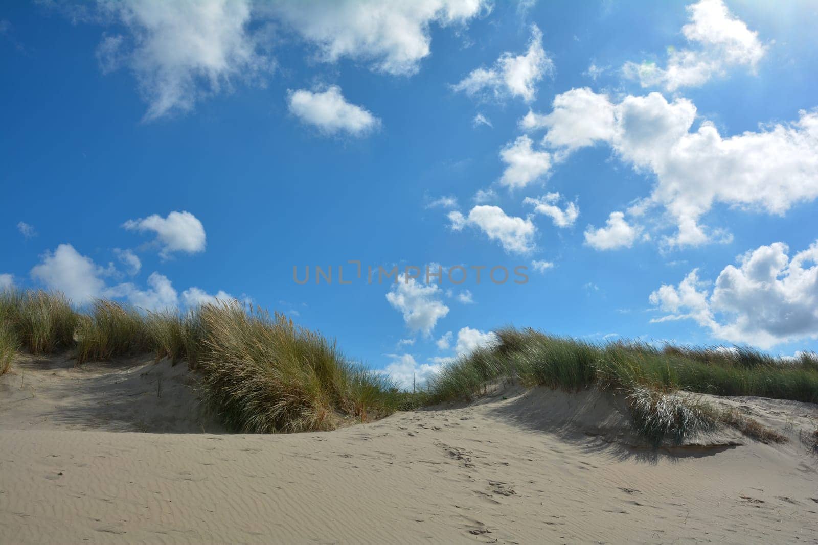 Beach oat in the sandy dunes on the North Sea coast in the Netherlands on Zeeland on the island Schouwen-Duiveland