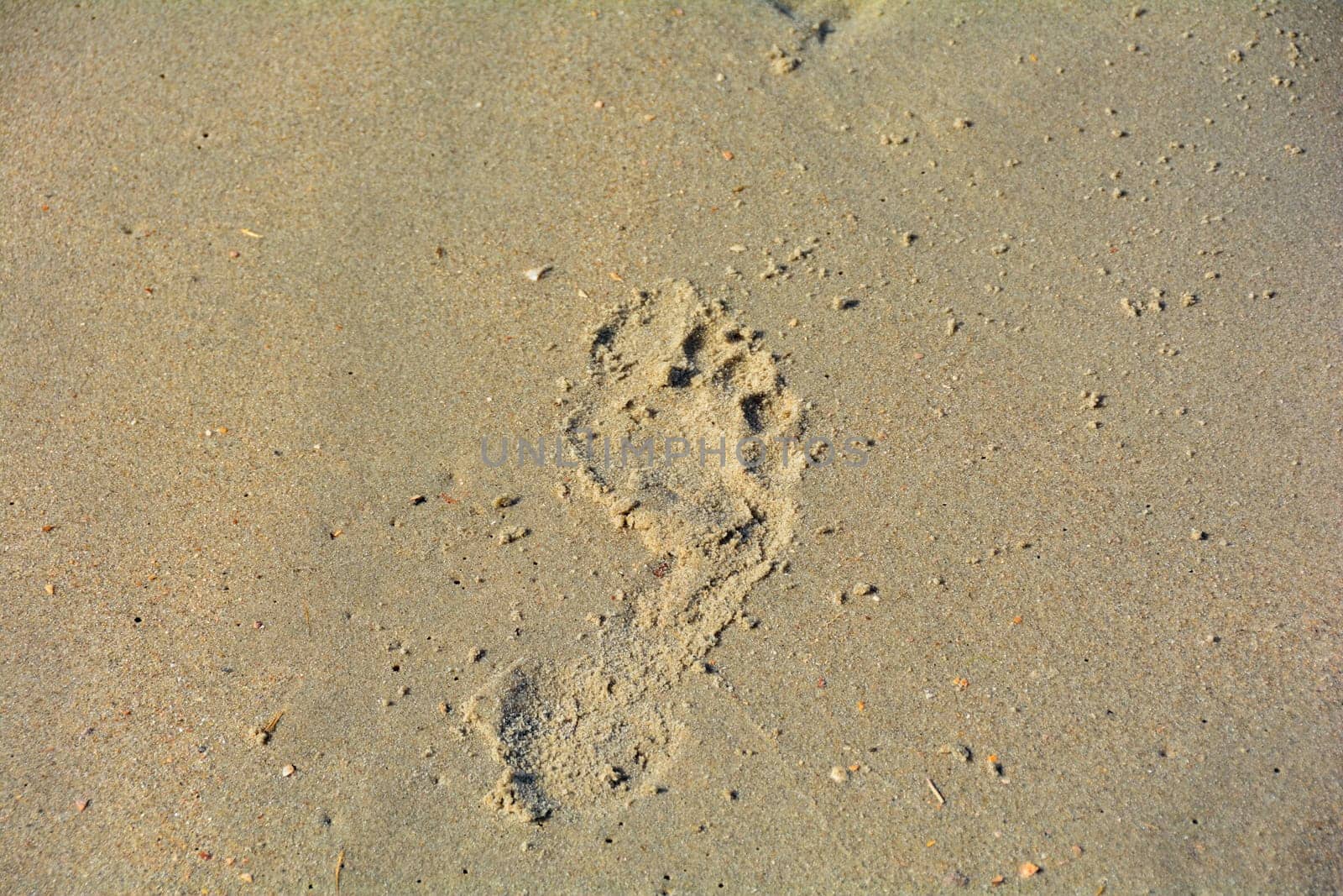 A footprint of a barefoot human walking in the wet sand on a beach