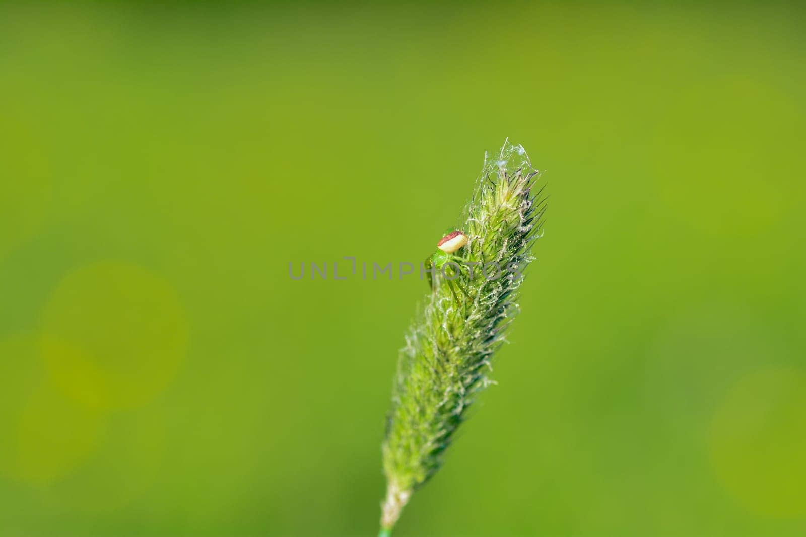 Green crab spider ( Diaea dorsata ) on a plant in nature