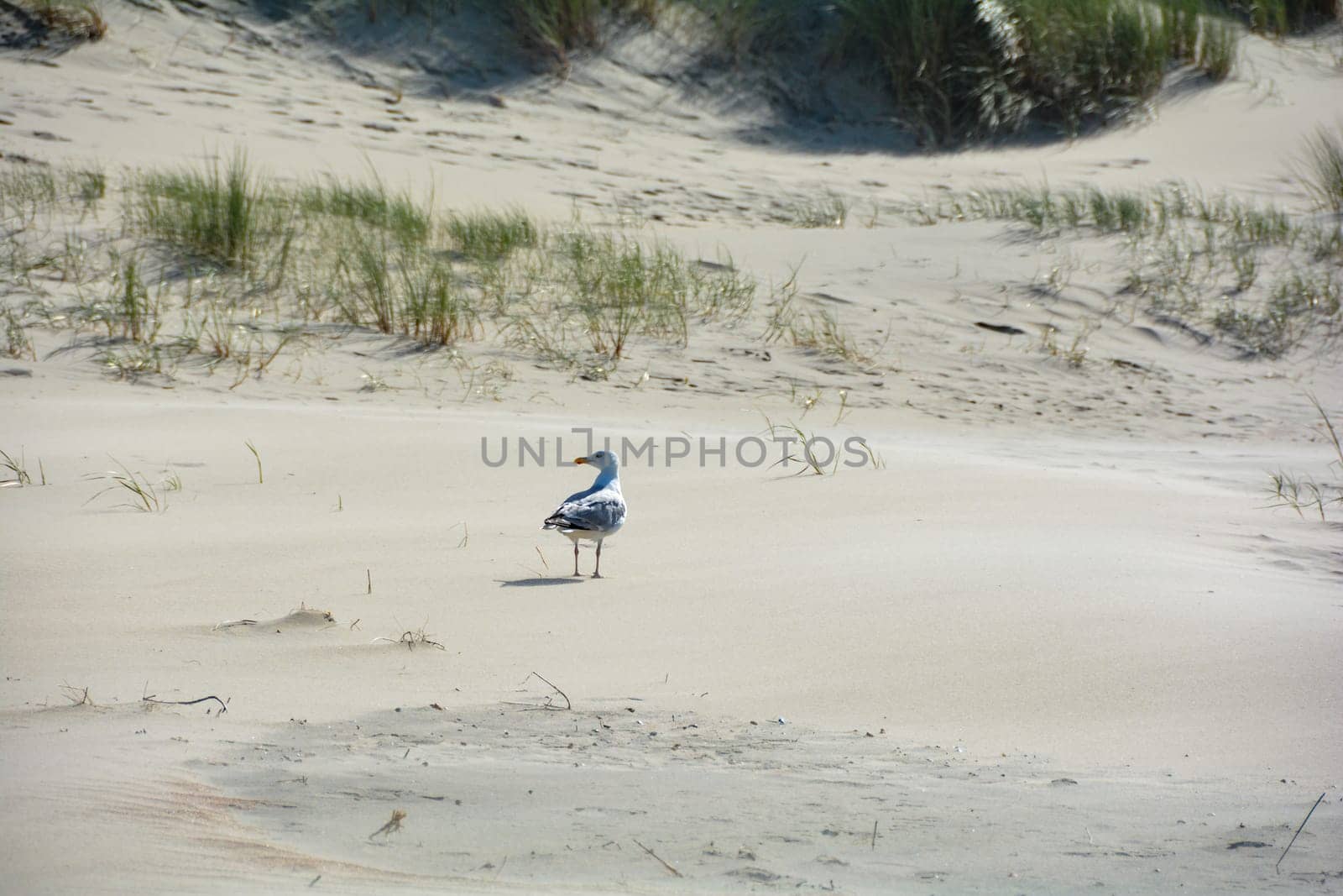 A seabird in the sandy dunes with beach oat
