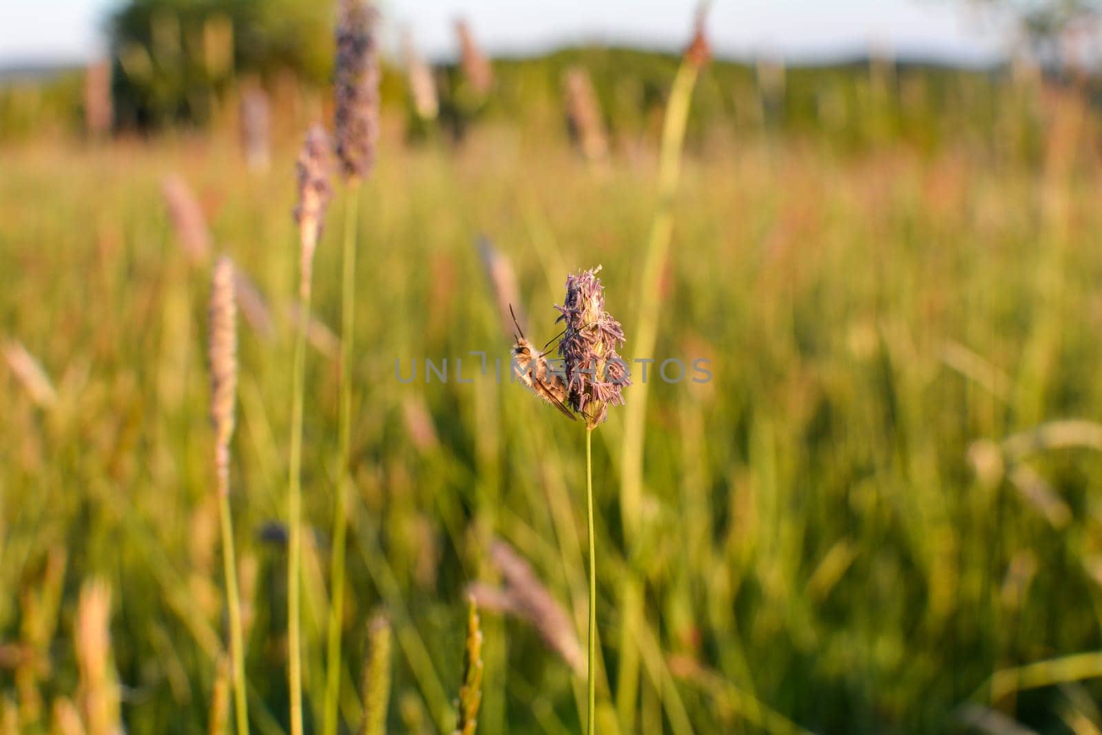 A large woolen slider ( Bombylius major ) on plant in nature
