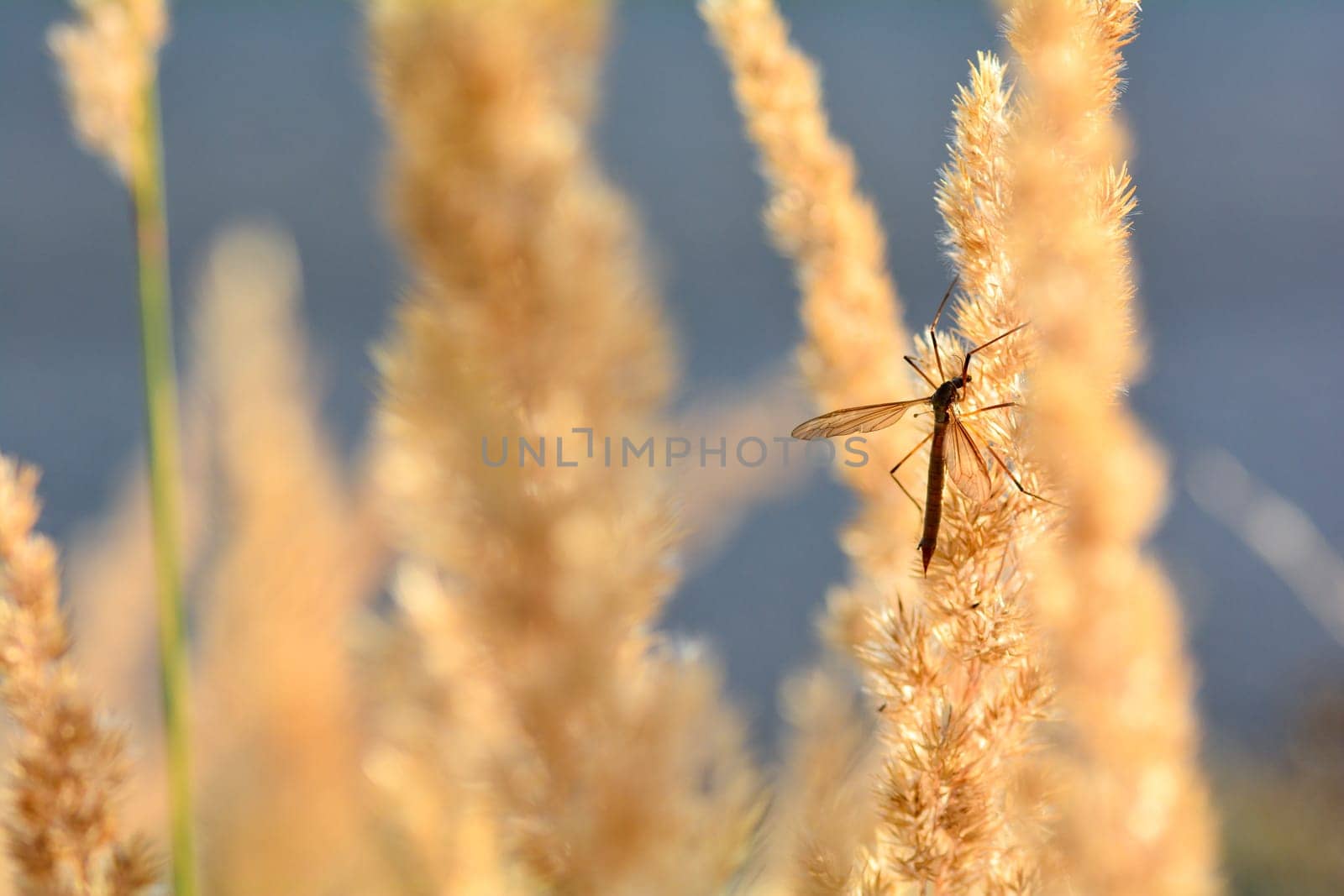 Big cranefly ( Tipulidae ) in the sunlight on a plant